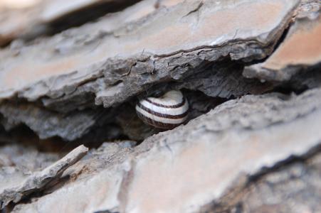 蜗牛, 自然, 树皮