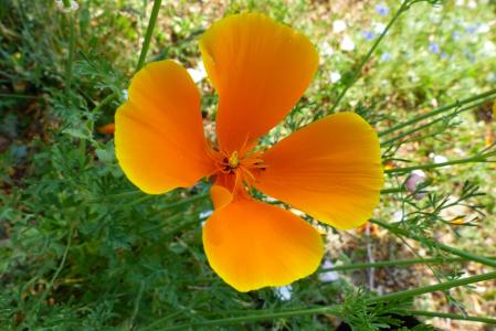 花, 自然, 有鲜艳的颜色, 野花, 宏观, 开花, 颜色橙色