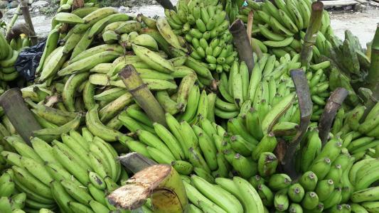 香蕉, 香蕉树, 绿色, 水果, 食品, 香蕉, 新鲜