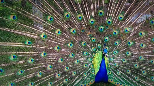 孔雀, 鸟, 美, 颜色, 蓝色, 绿色, 孔雀羽毛