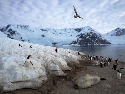 南极洲, 企鹅, 动物, 旅游, 荒野, 雪, 鸟