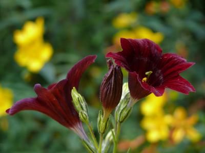 salpiglossis, 暗红色, 花, 夏季, 年度, 花瓣, 植物区系