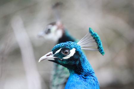 孔雀, 鸟, 动物, 羽毛, 多彩, 绿色, 蓝色
