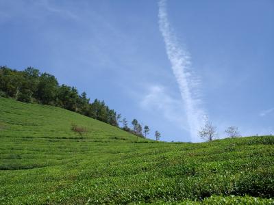 绿茶种植园, 云计算, 宁静, 天空, 宝城, 自然, 农业