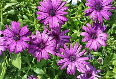 紫色, 自然, 花, 花香, 花瓣, 开花, 植物