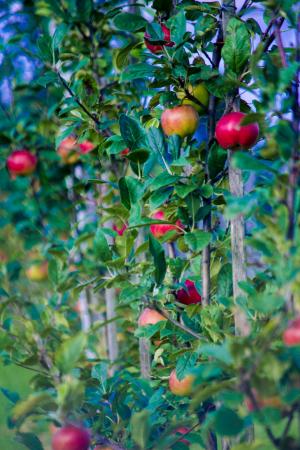 秋天, 苹果, 水果, 弗里施, 选择, 自然, 果树