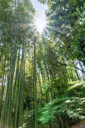 日本, 岚山, 竹林, 星, 绿色, 京都议定书, 具有里程碑意义