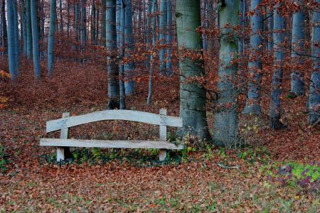 森林, 银行, 休息, 秋天, 银行座椅, 沉默, 叶子