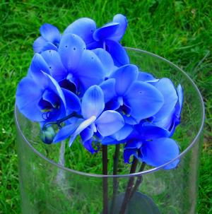兰花, 花, 花, 多彩, 植物, 花瓶, 蓝色