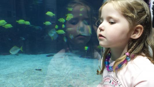 女孩, 儿童, 鱼, 反思, aquariam, 孩子, 童年