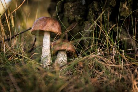 蘑菇, 森林, 集合, 收集, 秋天, 中毒
