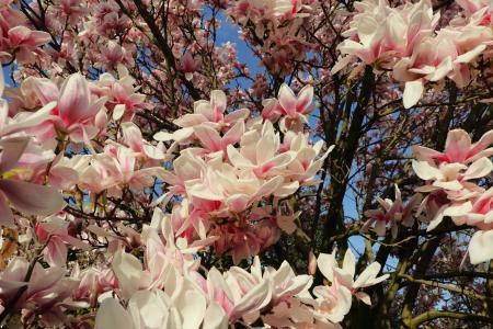 木兰, 玉兰树, 春天, 粉色, 植物, 开花, 绽放