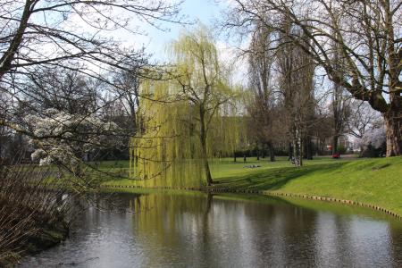 公园, 水, 自然, 景观, 树木, 绿色, 荷兰