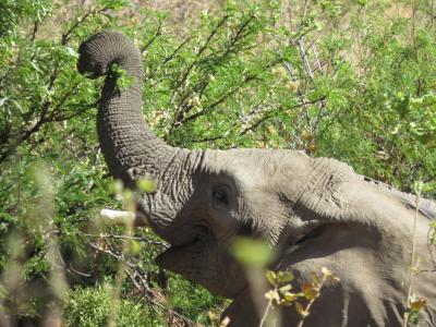 非洲, 稀树草原的大象, 储备金, 动物