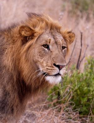 狮子, 南非, 萨凡纳, 狮子-猫科动物, 野生动物, 未猫, 食肉动物