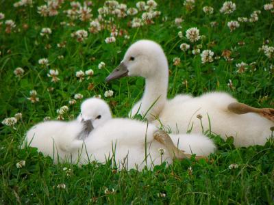 天鹅, 幼崽, 鸟, 草坪, 白色
