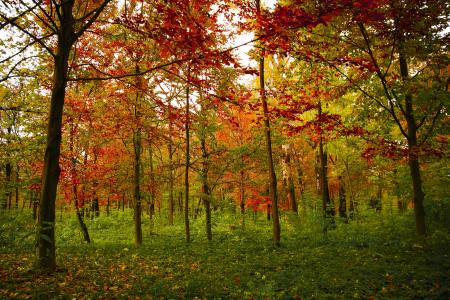 颜色, 秋天, 秋天, 赛季, 自然, 红色, 多彩