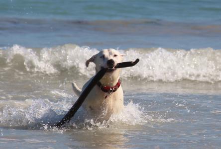 狗, 海, 海滩, 波, 网上冲浪, 警棍