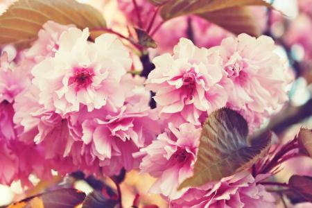 樱花, 春天, 花, 粉色, 粉红色的花朵, 树, 叶子