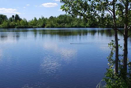 自然, 池塘, 水, 湖, 树, 蓝色, 夏季