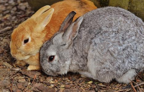 兔子, wildpark 地点, 野兔, 小兔子, 可爱, 甜, 毛皮