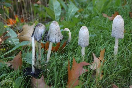 蘑菇, 腿, 秋天, 自然, 森林