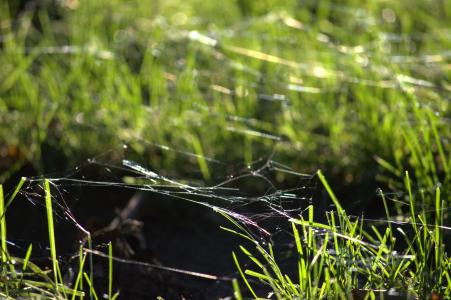 蜘蛛网, 草, 地面, 绿色, 夏季, 自然, 赛季