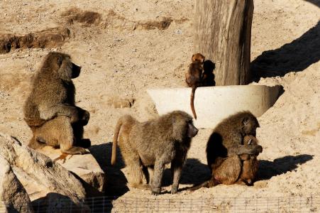 狒狒, 年轻的动物, 家庭, 沙子, 岩石, 附文, 动物