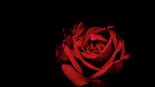 红色, 花瓣, 玫瑰, 花, 黑暗, 玫瑰-花, 自然