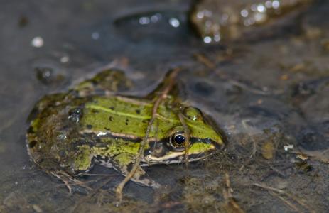 青蛙, 草青蛙, 水, 绿色, 夏季, 自然
