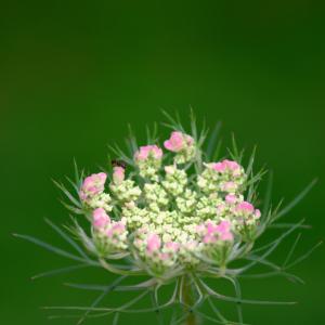 花, 粉色, 白色, 自然, 植物区系, 春天, 绿色