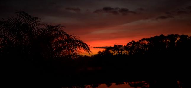 日落, 佛罗里达州, 棕榈树, 多彩, 晚上, 现场, 天空