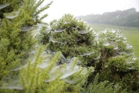 蜘蛛网, 感冒, 纱布灌木, 绿色, 字段, 自然, 树