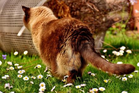 英国短毛猫, 很好奇, 猫, mieze, 纯种狗, 毛皮, 家猫