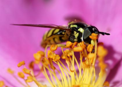 昆虫, 花, 自然, 宏观, 黄蜂, 野花, 黄色
