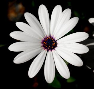 花, 白色, 白花, 自然, 开花, 绽放, 植物