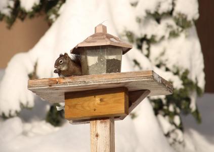 松鼠, 冬天, 动物, 雪, 野生动物, 松鼠喂食, 鸟