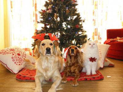 宠物, 圣诞节, 狗, 猫, 圣诞老人, 帽, 狗