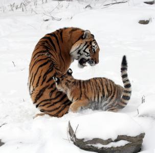老虎, 母亲, 女性, 幼崽, 雪, 冬天, 大猫
