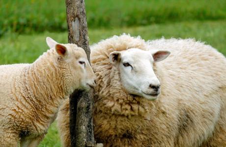 羊, 羔羊, 亲情, 可爱, 牧场, 农场, 农业