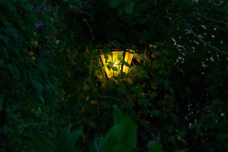 灯, 植被, 黄昏