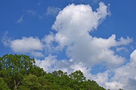 树上的积云, 田纳西州, 美国, 树木, 植物, 云彩, 河