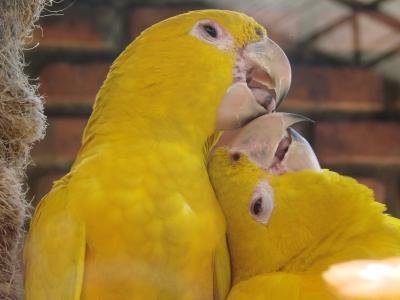 黄鸟, 求爱, 动物, 自然, 鸟, 鸟儿接吻