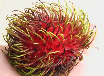 毛丹, 非, 水果, 红色, 亚洲
