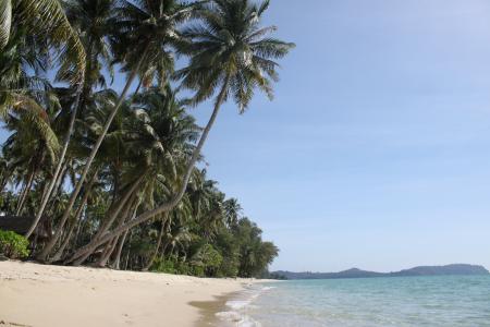 棕榈树, 沽岛, 泰国, 海滩, 夏季, 水, 沙子