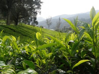 茶, 景观, 布什, 绿色, 农业, 人工林, 亚洲