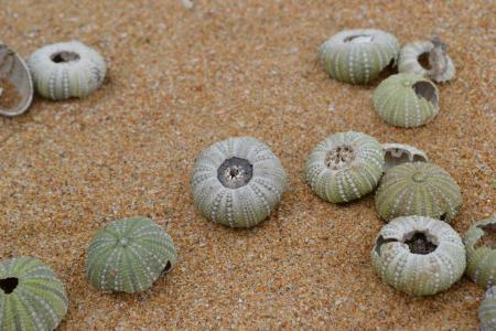 壳, 海滩, 假日, 贝壳, 沙子, 南非