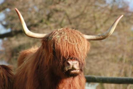 苏格兰高地, 牛肉, 动物, 棕色, 动物, 牛, 动物的画像