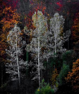 多彩, 树木, 植物, 自然, 森林, 秋天, 秋天