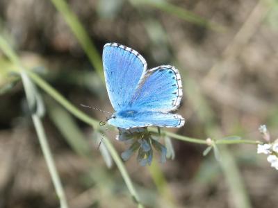 pseudophilotes panoptes, 蝴蝶, 蓝色的蝴蝶, 蓝翅蝴蝶, blauet